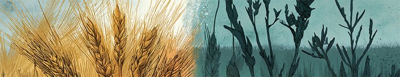 mj_wheat-and-darnel-01_header_col