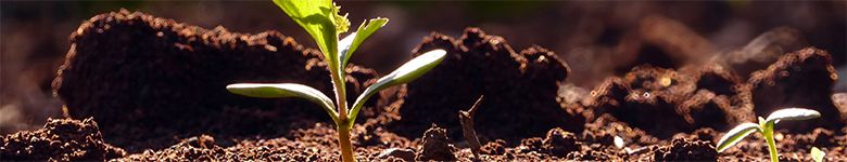 young-seedlings-soil_header_col