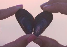 heart-shell_header_col