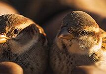 mj_two-sparrows-02_header_col