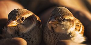 mj_two-sparrows-02_header_col