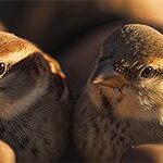 mj_two-sparrows-02_header_col