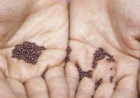 mustard-seed_header_col