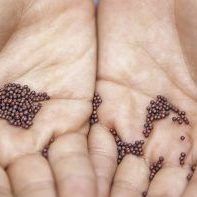 mustard-seed_header_col