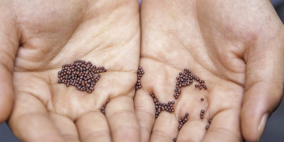 mustard-seed_header_col