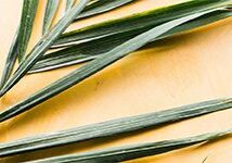 palm-frond-cream-bg_header_col