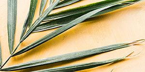 palm-frond-cream-bg_header_col