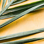 palm-frond-cream-bg_header_col