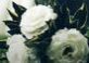 wedding-bride-groom-flowers_header_col (1)