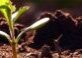 young-seedlings-soil_header_col