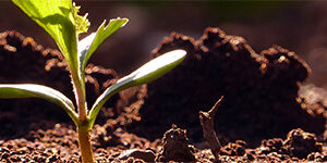 young-seedlings-soil_header_col