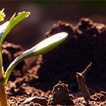 young-seedlings-soil_header_col