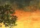 y7mj_senset-moon-olive-tree_header_col